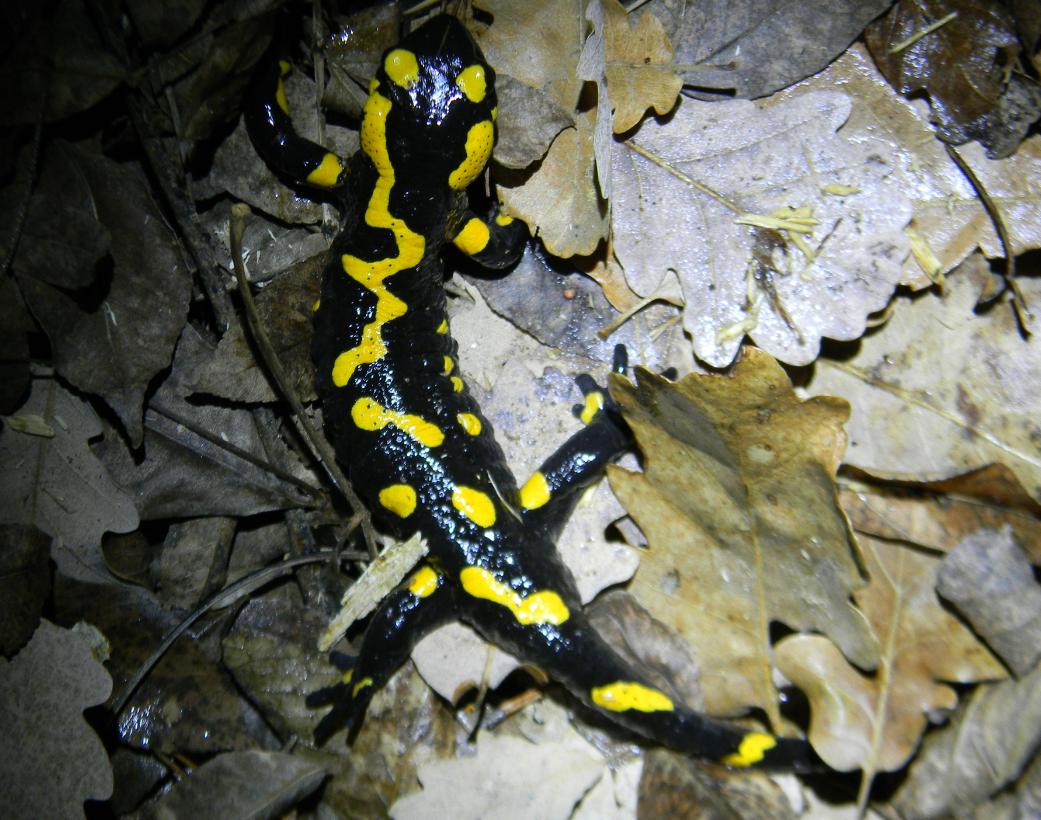 Ma io La conosco... - Salamandra salamandra